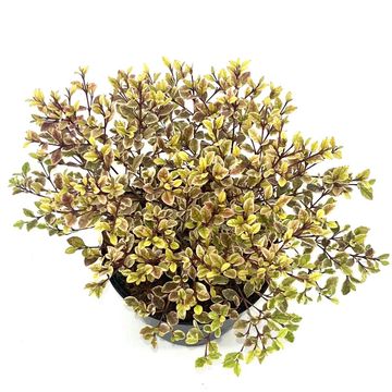 Lophomyrtus x ralphii GOLDEN DRAGON