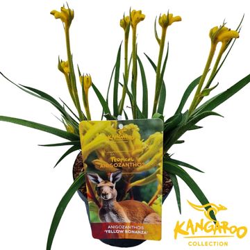 Anigozanthos 'Yellow Bonanza'
