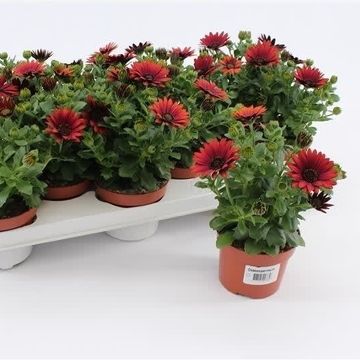Osteospermum FLOWERPOWER SHADOW RED
