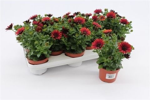 Osteospermum FLOWERPOWER SHADOW RED