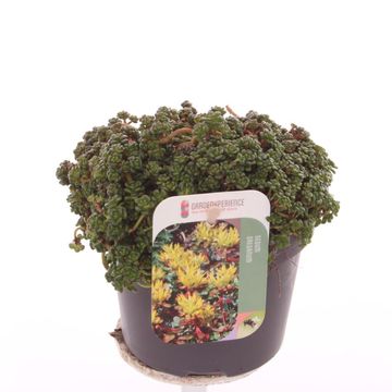 Sedum oreganum