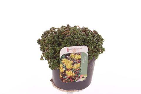 Sedum oreganum