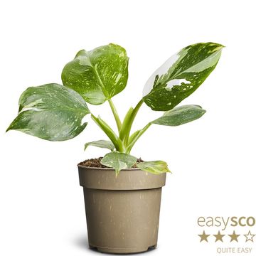 Philodendron 'White Wizard'