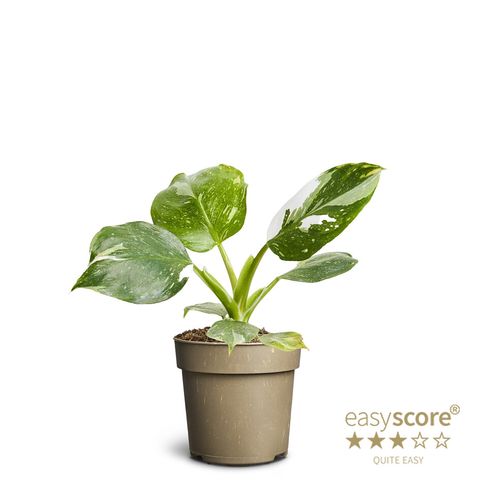 Philodendron 'White Wizard'