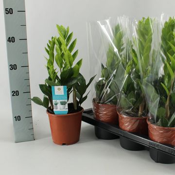 Zamioculcas zamiifolia