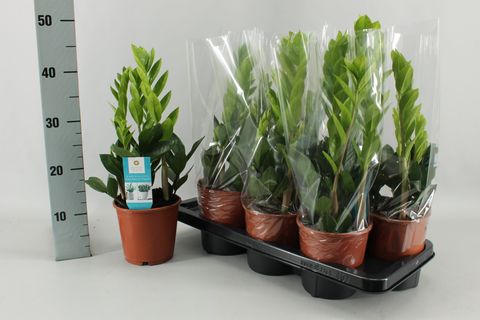 Zamioculcas zamiifolia