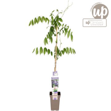 Wisteria floribunda 'Macrobotrys'