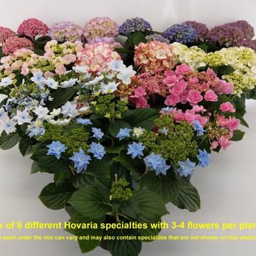 Hydrangea macrophylla HOVARIA MIX