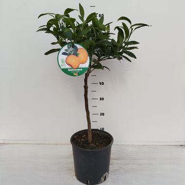 Citrus unshiu 'Satsuma'