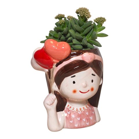 Cactus / Succulents MIX