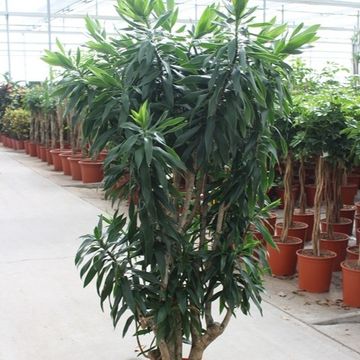 Dracaena reflexa