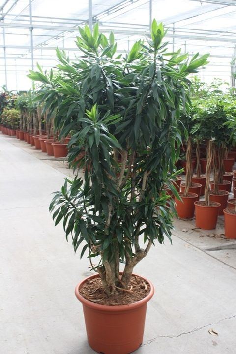 Dracaena reflexa