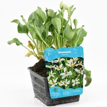 Anemopsis californica