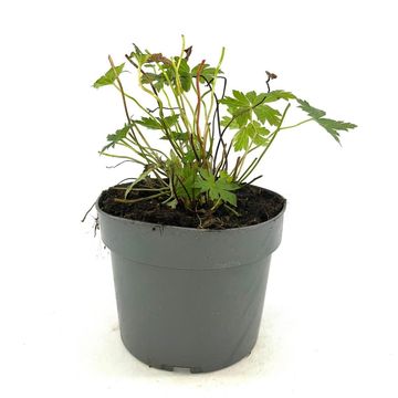 Geranium 'Red Admiral'