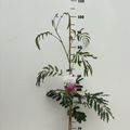 Albizia julibrissin