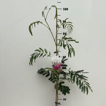 Albizia julibrissin