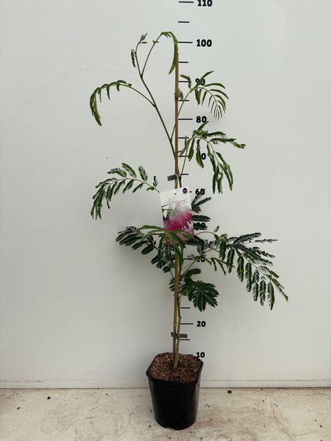 Albizia julibrissin