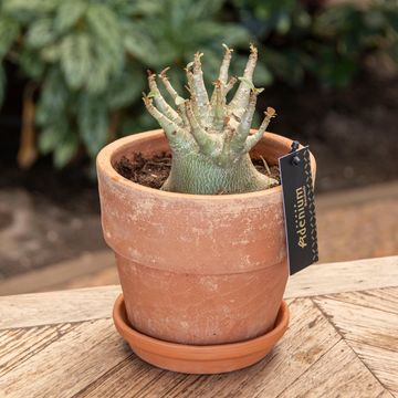 Adenium obesum ANSU BAOBAB