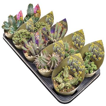 Euphorbia MIX