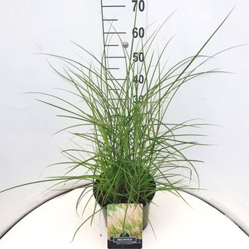 Miscanthus sinensis 'Kleine Silberspinne'