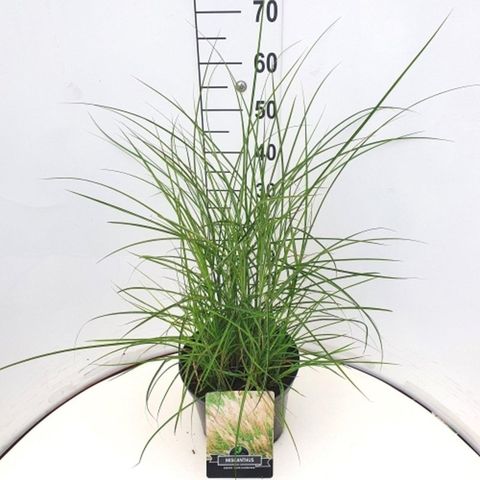 Miscanthus sinensis 'Kleine Silberspinne'