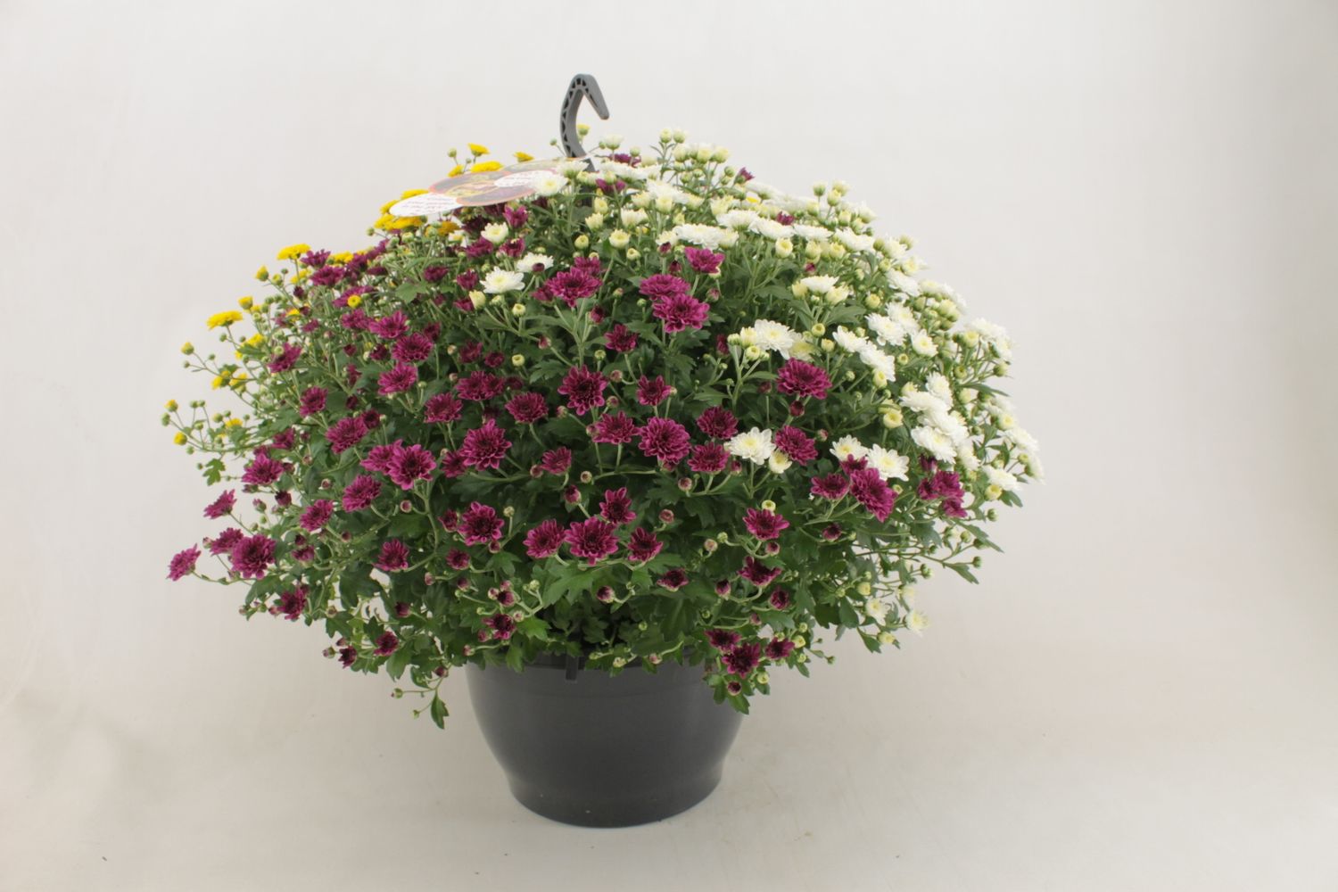 Chrysanthemum SKYFALL MIX IN POT — Plant Wholesale FlorAccess