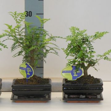 Zanthoxylum piperitum