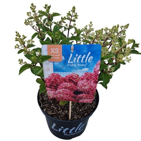 Hydrangea paniculata LIVING LITTLE ROSY