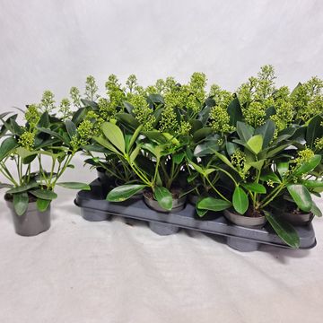 Skimmia japonica 'Finchy'