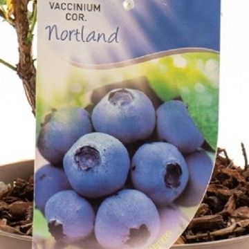 Vaccinium corymbosum 'Northland'
