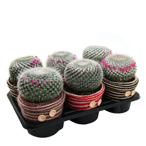 Mammillaria hahniana