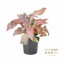Syngonium 'Pink Splash'