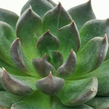 Echeveria 'Black Prince'