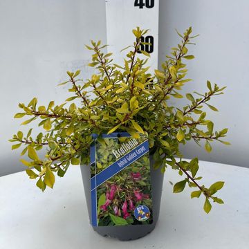 Escallonia GOLDEN CARPET