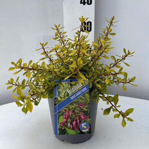 Escallonia GOLDEN CARPET