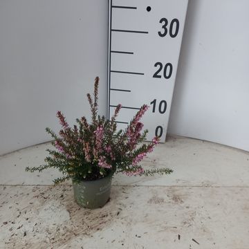 Erica x darleyensis 'Ghost Hills'