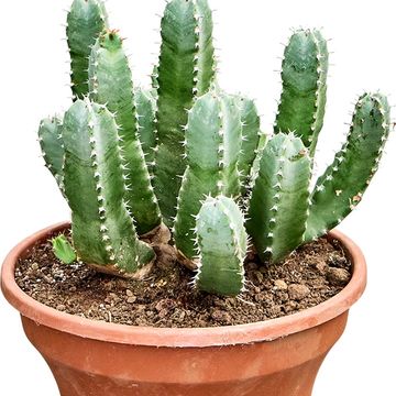 Euphorbia resinifera