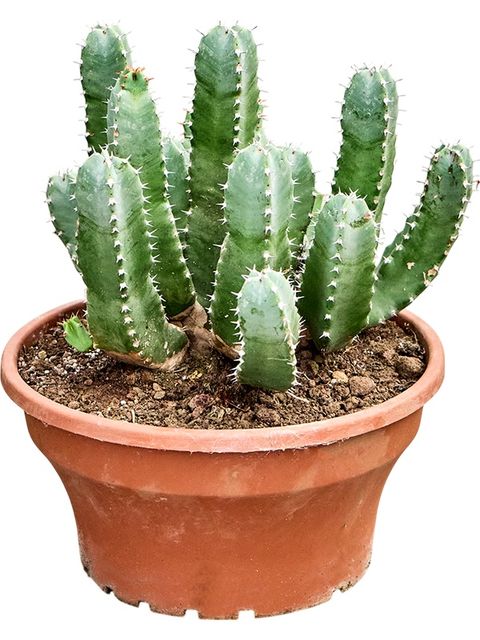 Euphorbia resinifera