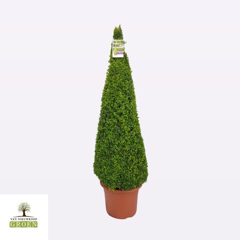 Buxus sempervirens