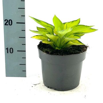 Hosta 'Rainforest Sunrise'