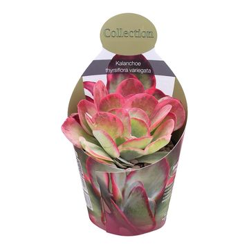 Kalanchoe thyrsiflora 'Variegata'