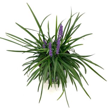Liriope muscari 'Royal Purple'