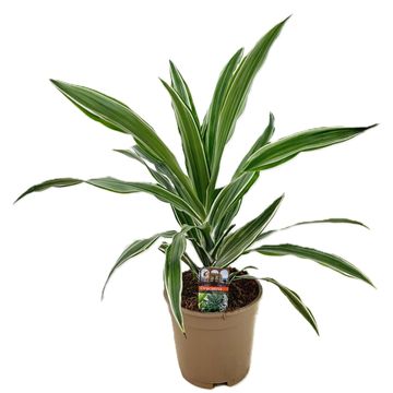 Dracaena fragrans 'Warneckei'