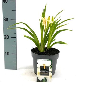 Hemerocallis 'Gentle Shepherd'