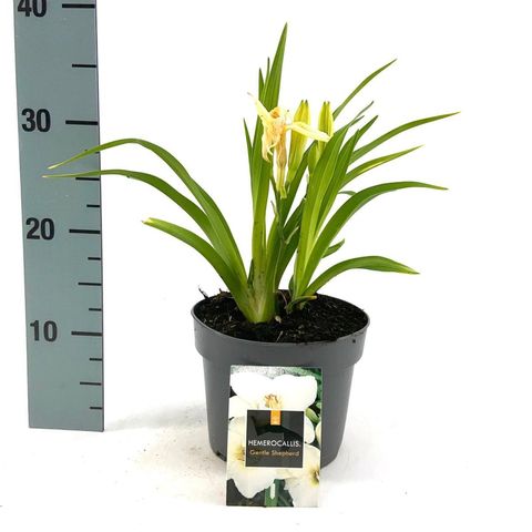 Hemerocallis 'Gentle Shepherd'