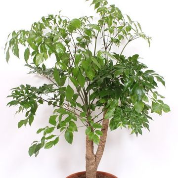 Heteropanax chinensis