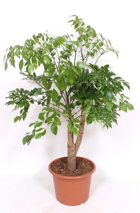 Heteropanax chinensis