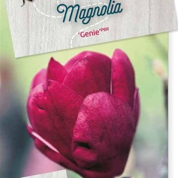 Magnolia 'Genie'