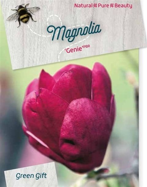 Magnolia 'Genie'