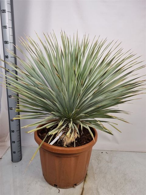 Yucca rostrata